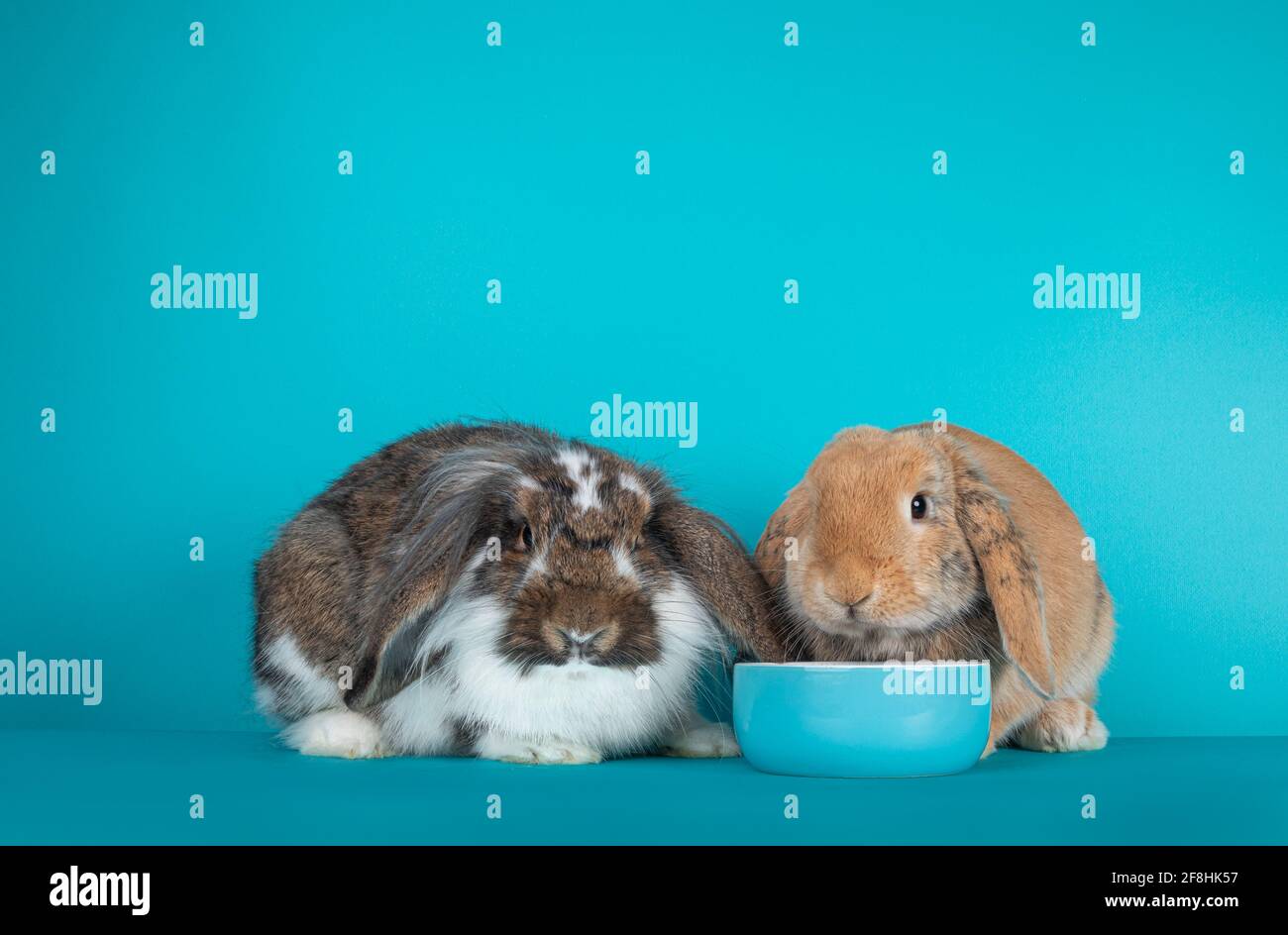 Deux lapins élevés en lope assis ensemble par un bol bleu en céramique fod. Isolé sur un fond bleu turquoise Banque D'Images