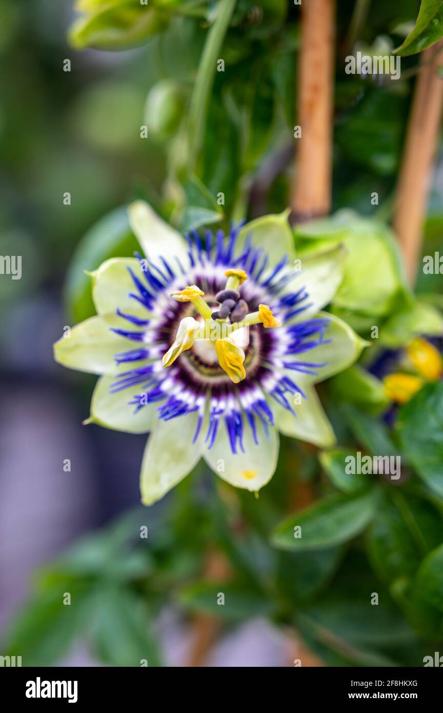 Fruits The Passion Flower Passiflora Caerulea Banque D Image Et Photos Alamy