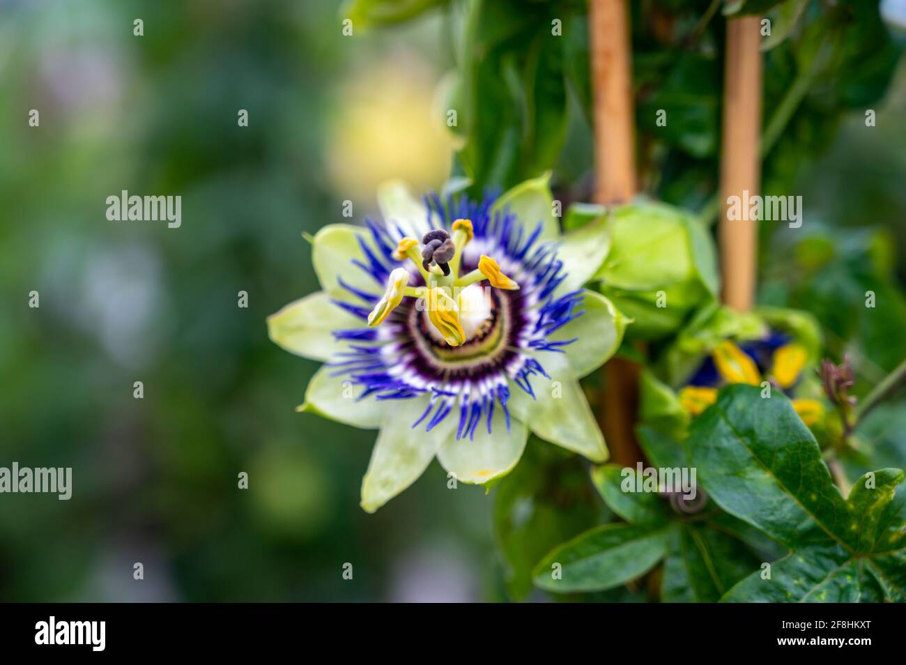 Fruits The Passion Flower Passiflora Caerulea Banque D Image Et Photos Alamy