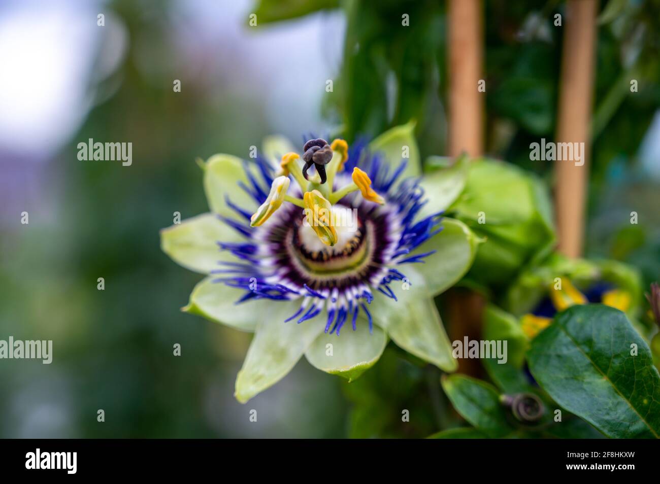 Fruits The Passion Flower Passiflora Caerulea Banque D Image Et Photos Alamy