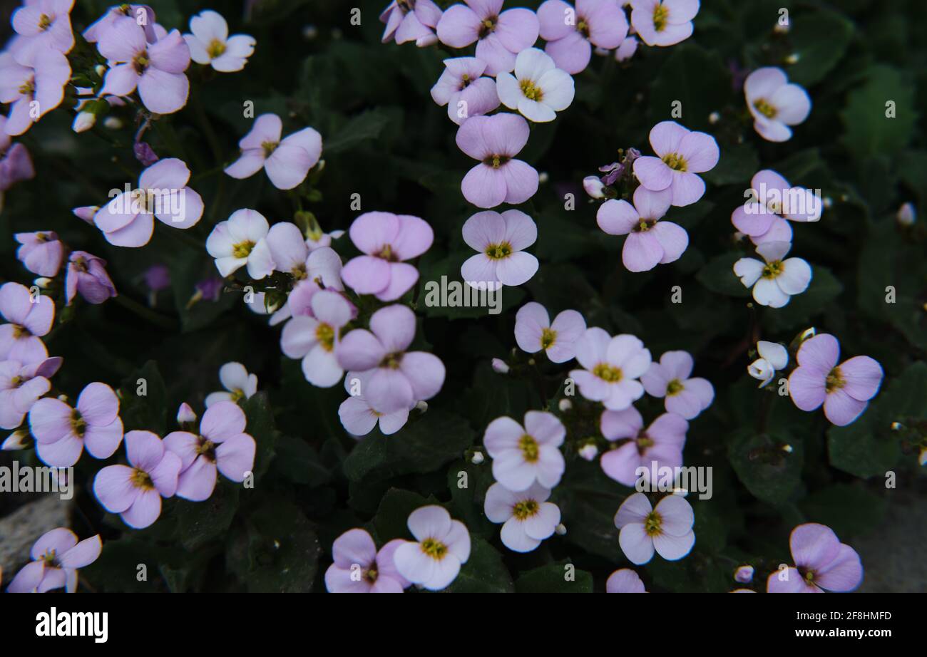 De petites fleurs de lilas sur des tiges courtes poussent dans le jardin. Plante extérieure décorative pour parterres de fleurs. Jardinage et soin des plantes et des fleurs à la maison. Banque D'Images