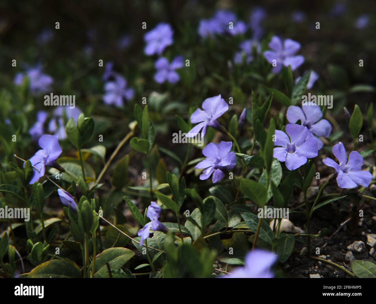 De petites fleurs de lilas sur des tiges courtes poussent dans le jardin. Plante extérieure décorative pour parterres de fleurs. Jardinage et soin des plantes et des fleurs à la maison. Banque D'Images