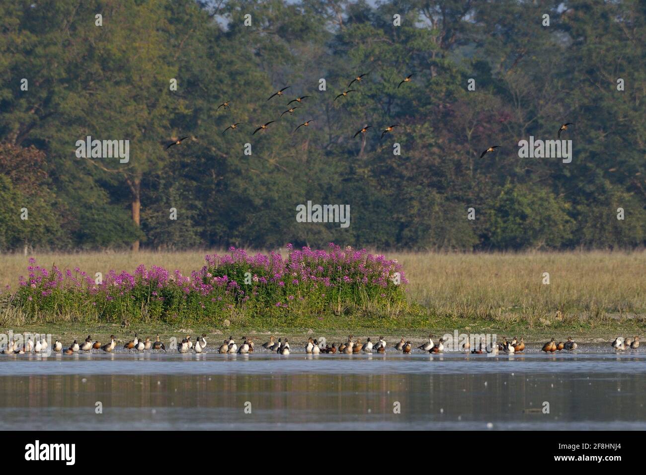 Vue sur le sanctuaire de la vie sauvage de Pobitora avec différentes espèces d'oiseaux Banque D'Images Vue sur le sanctuaire de la vie sauvage de Pobitora avec différentes espèces d'oiseaux Banque D'Images
