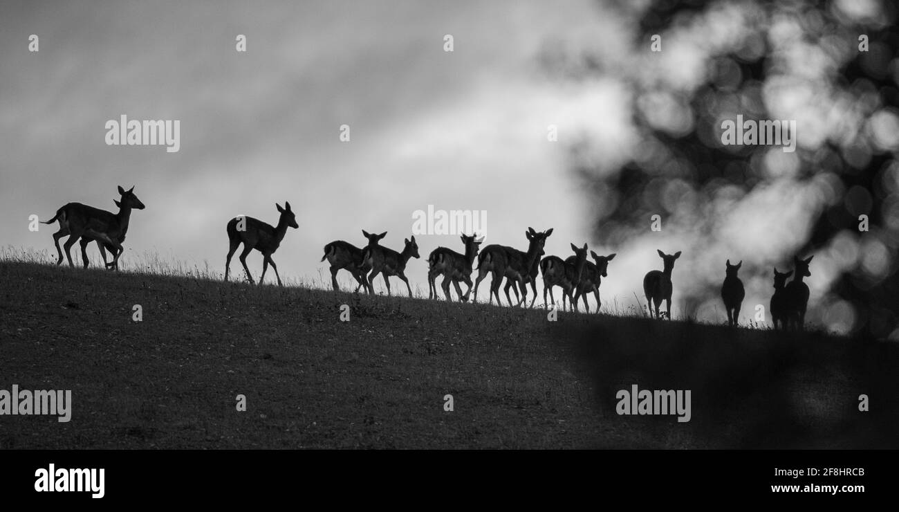 Dans la tempête - UNE rangée de cerfs en jachère se dirigeant à travers la ligne d'horizon vers les nuages de tempête - Monochrome - Suffolk, Royaume-Uni. Banque D'Images
