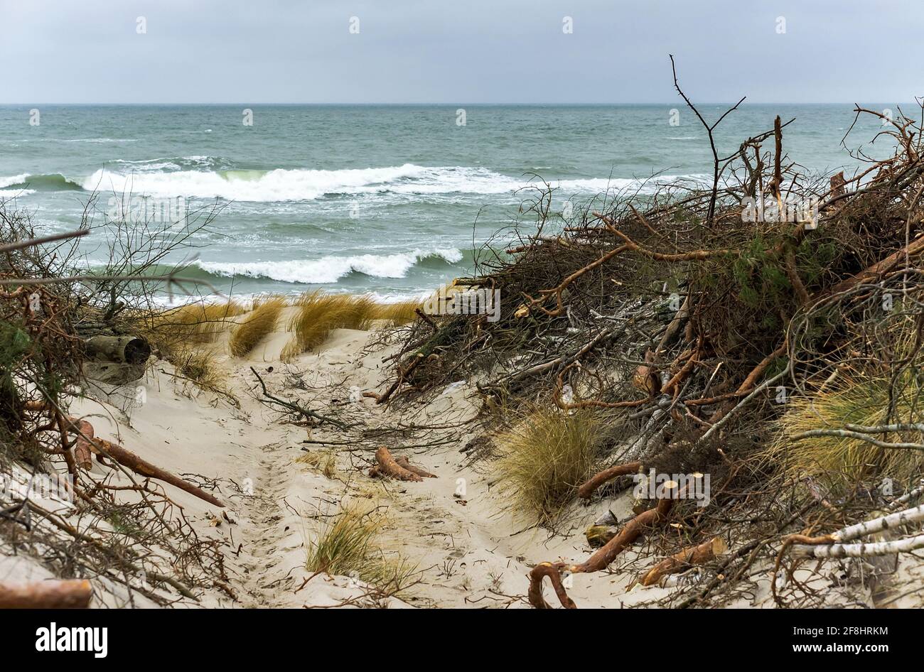 Renforcement des rives sablonneuses. La dune de sable de la mer Baltique. Parc national de Curonian Spit, Russie. Banque D'Images