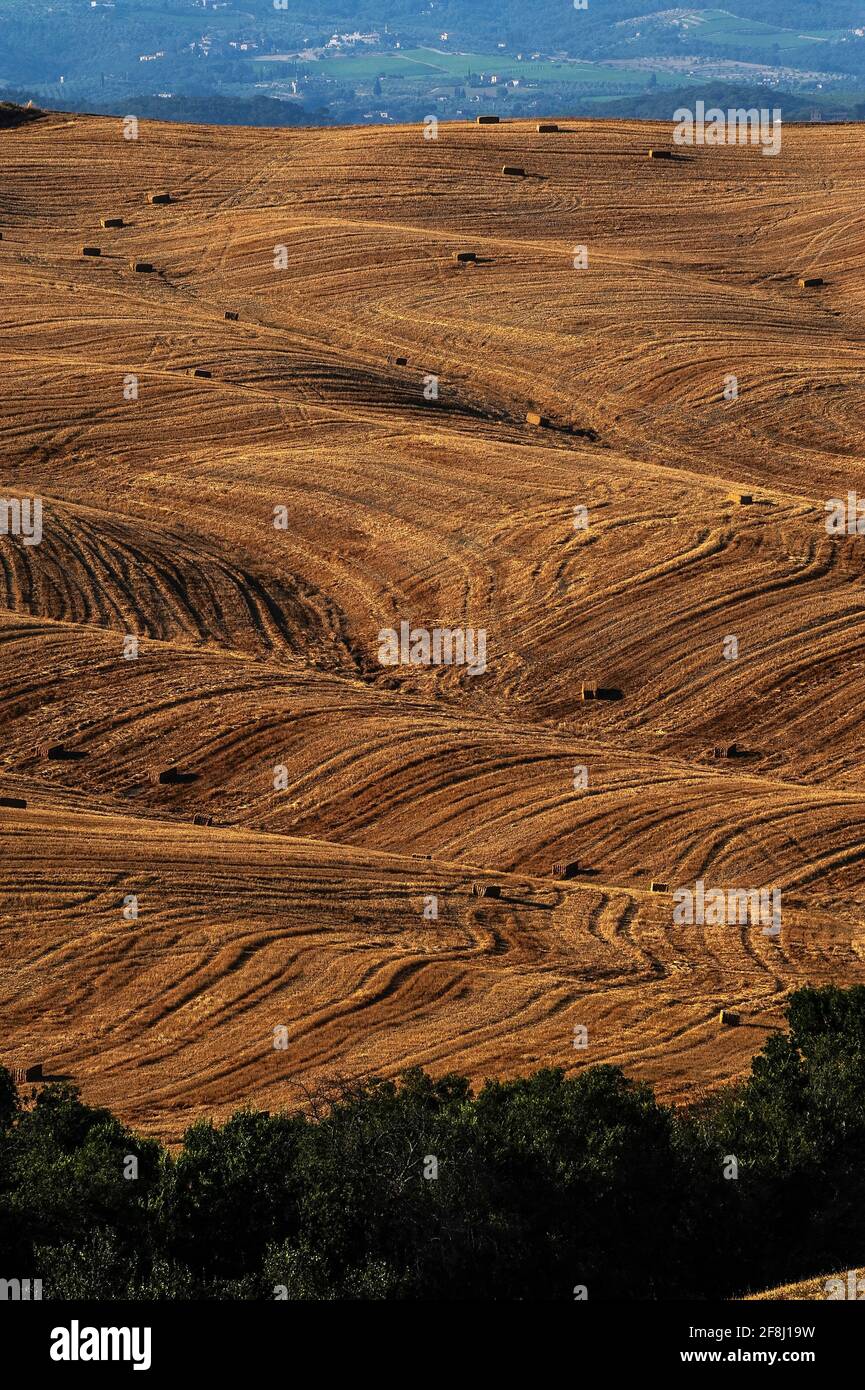 Les crêtes de terres arables sont croisées par des ondulations spectaculaires laissées dans le chaume de blé par la récolte estivale dans les îles Crete Senesi, au sud-est de Sienne, en Toscane, en Italie. Le paysage vallonné ici a été causé par l'érosion de l'eau à l'argile molle et les dépôts de sable laissé il y a des millions d'années par une mer de Pliocène Epoch. L'argile, aussi connue sous le nom de mattaione, est parfois moulée par nature en un «paysage lunaire» de hilocks gris-blancs, de monticules et de falaises, souvent sans terre végétale ou de végétation. Banque D'Images