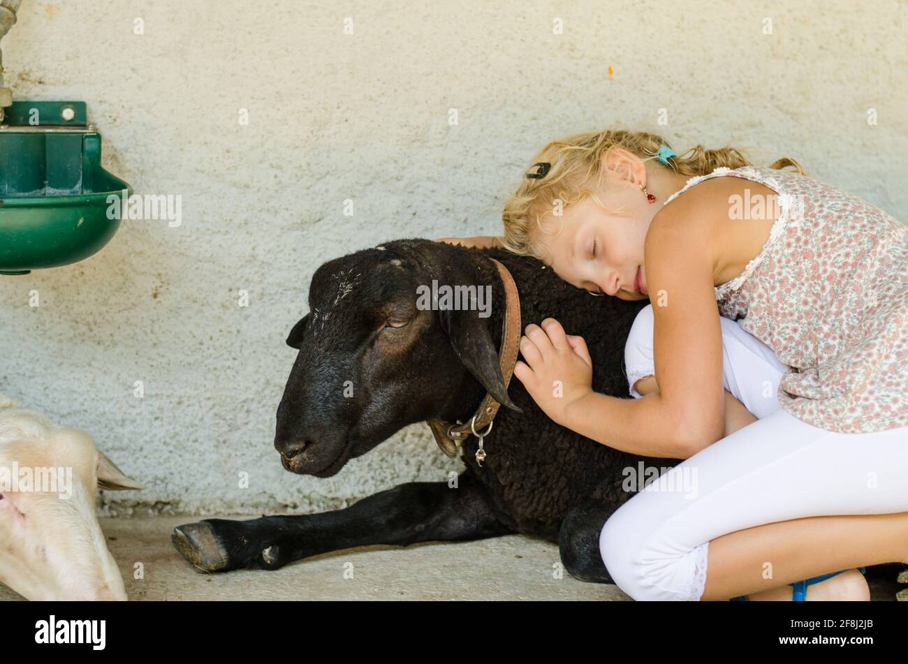 adorable petite fille blonde caressant la chèvre noire Banque D'Images