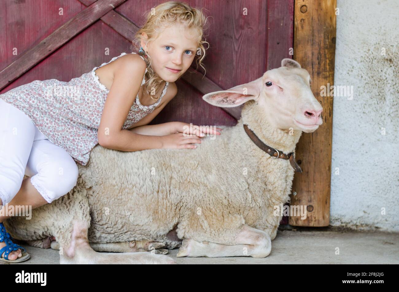 adorable petite fille blonde caressant des moutons blancs Banque D'Images