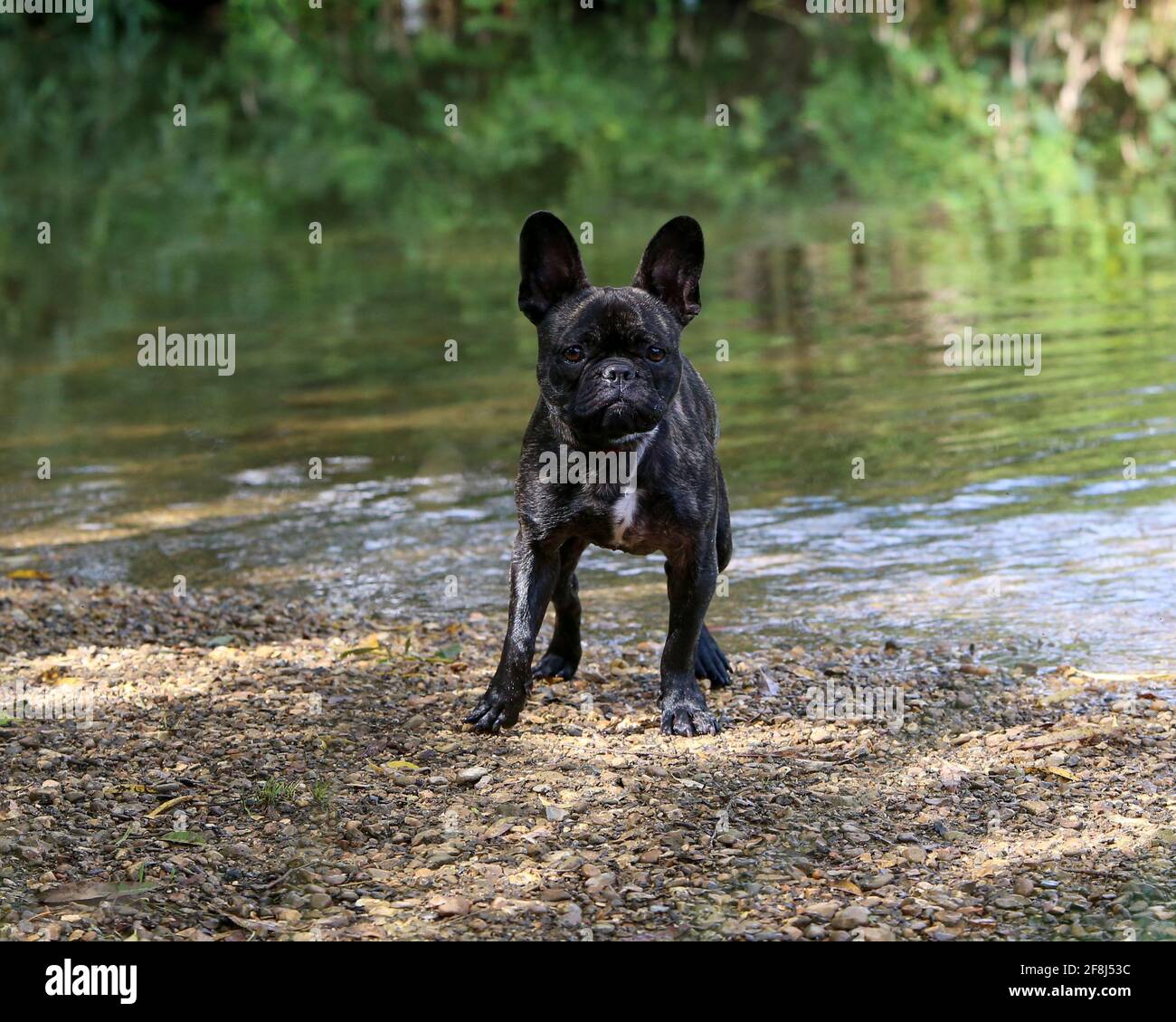 Bulldog français au bord d'une rivière Banque D'Images