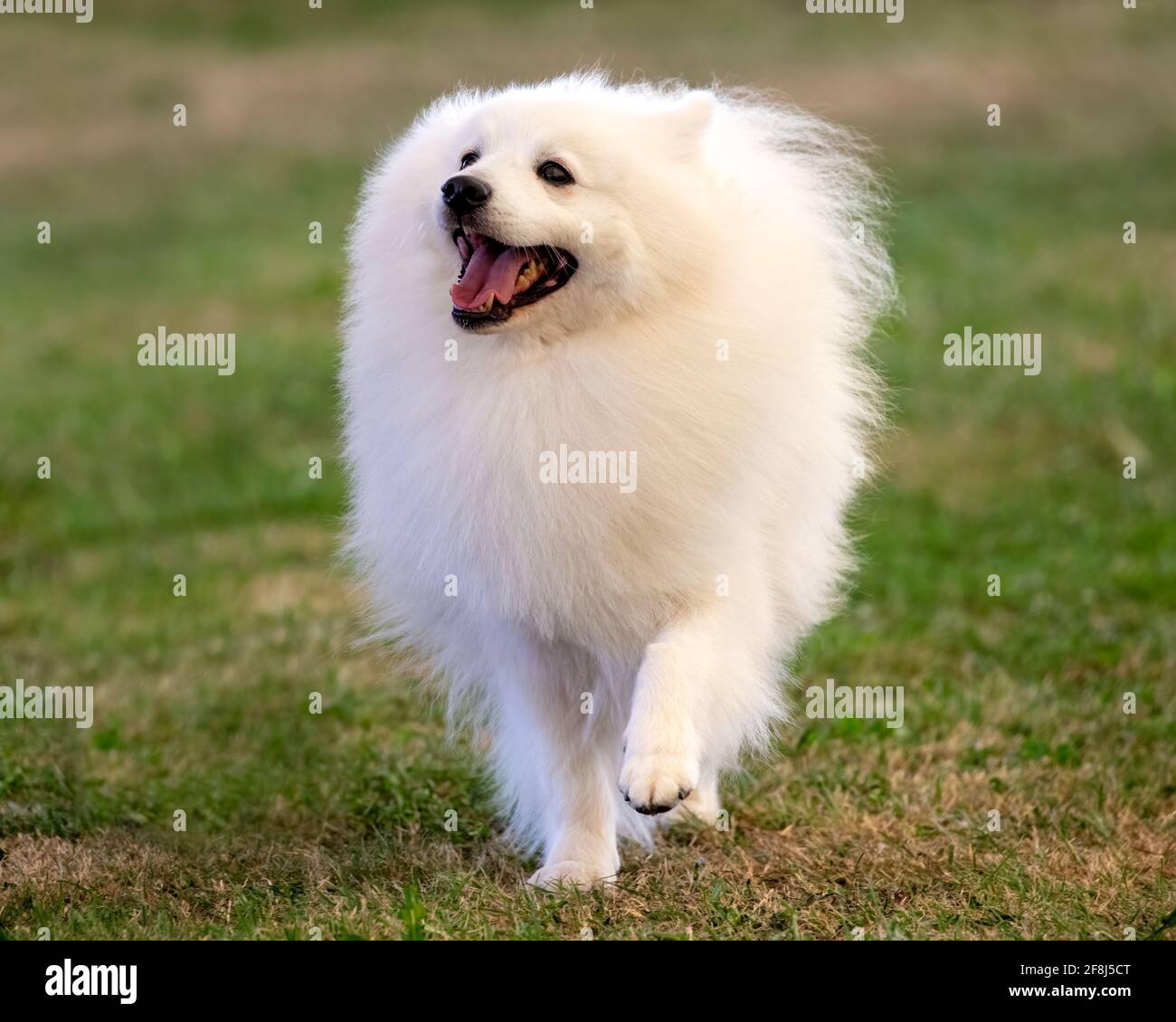 Allemand Spitz Klein Banque D'Images