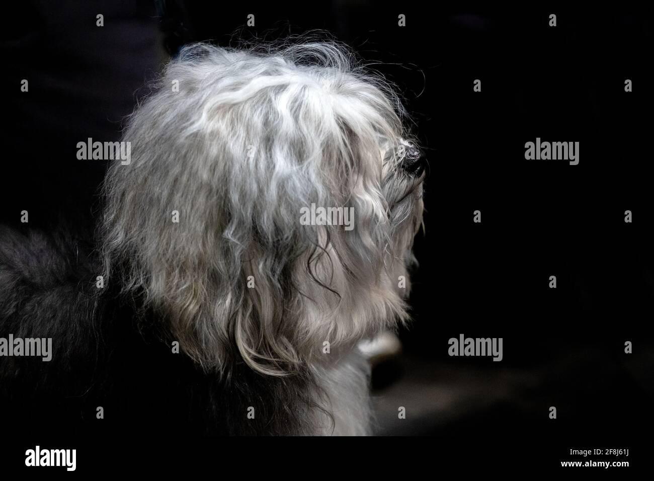Terrier tibétain Banque D'Images