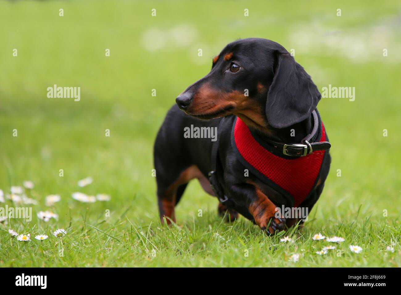 Mini-Dachshund lisse Banque D'Images