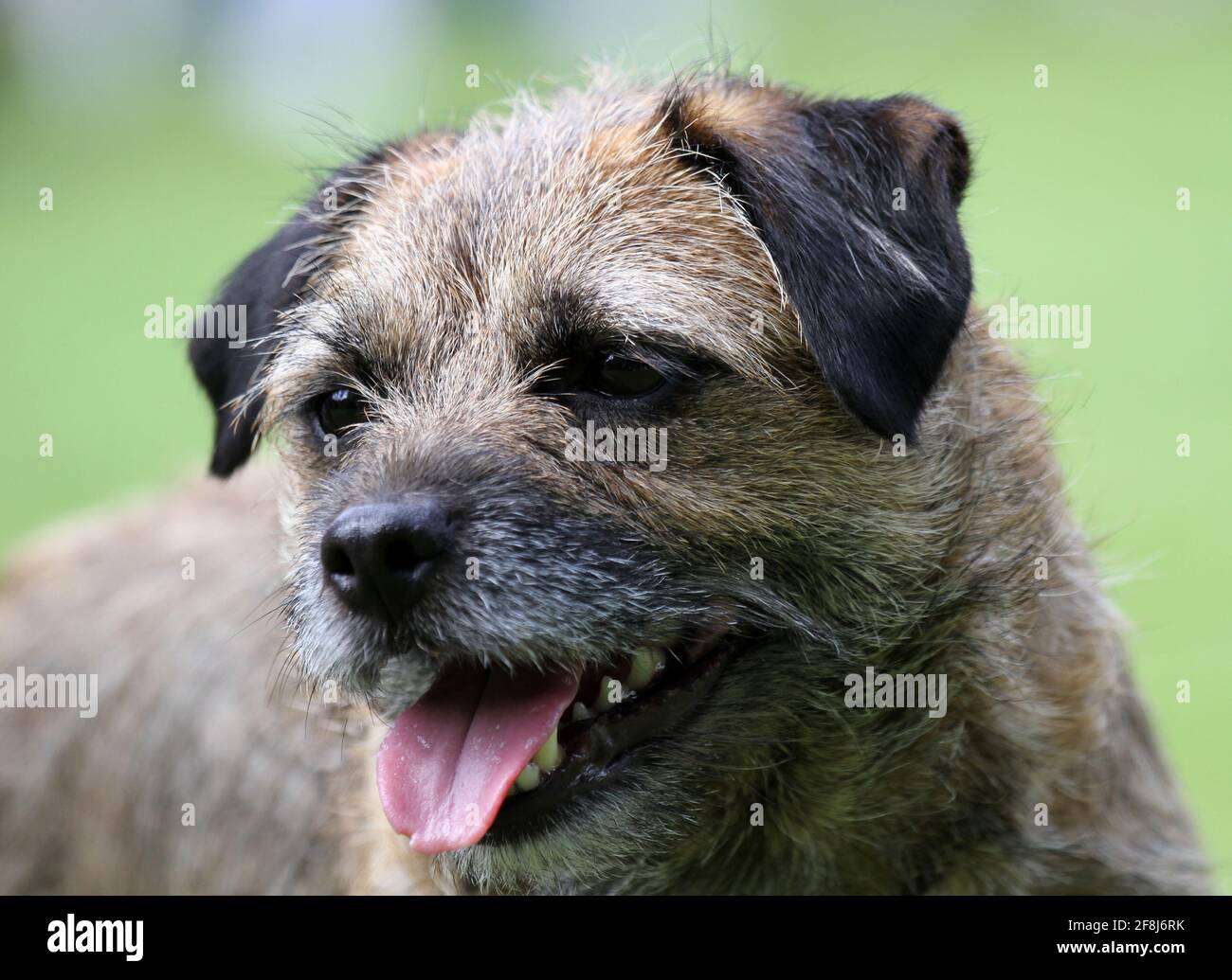Border Terrier Banque D'Images