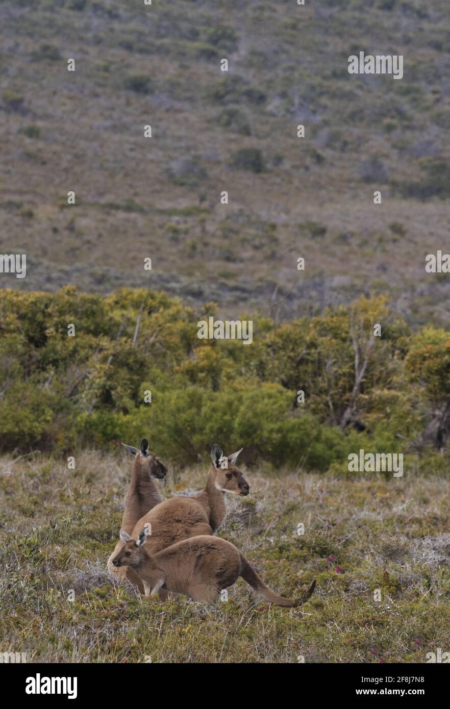 Famille de kangourous gris de l'Ouest au parc national de Cape le Grand avec bushland et dunes sur la côte de l'Australie occidentale près d'Esperance. Banque D'Images