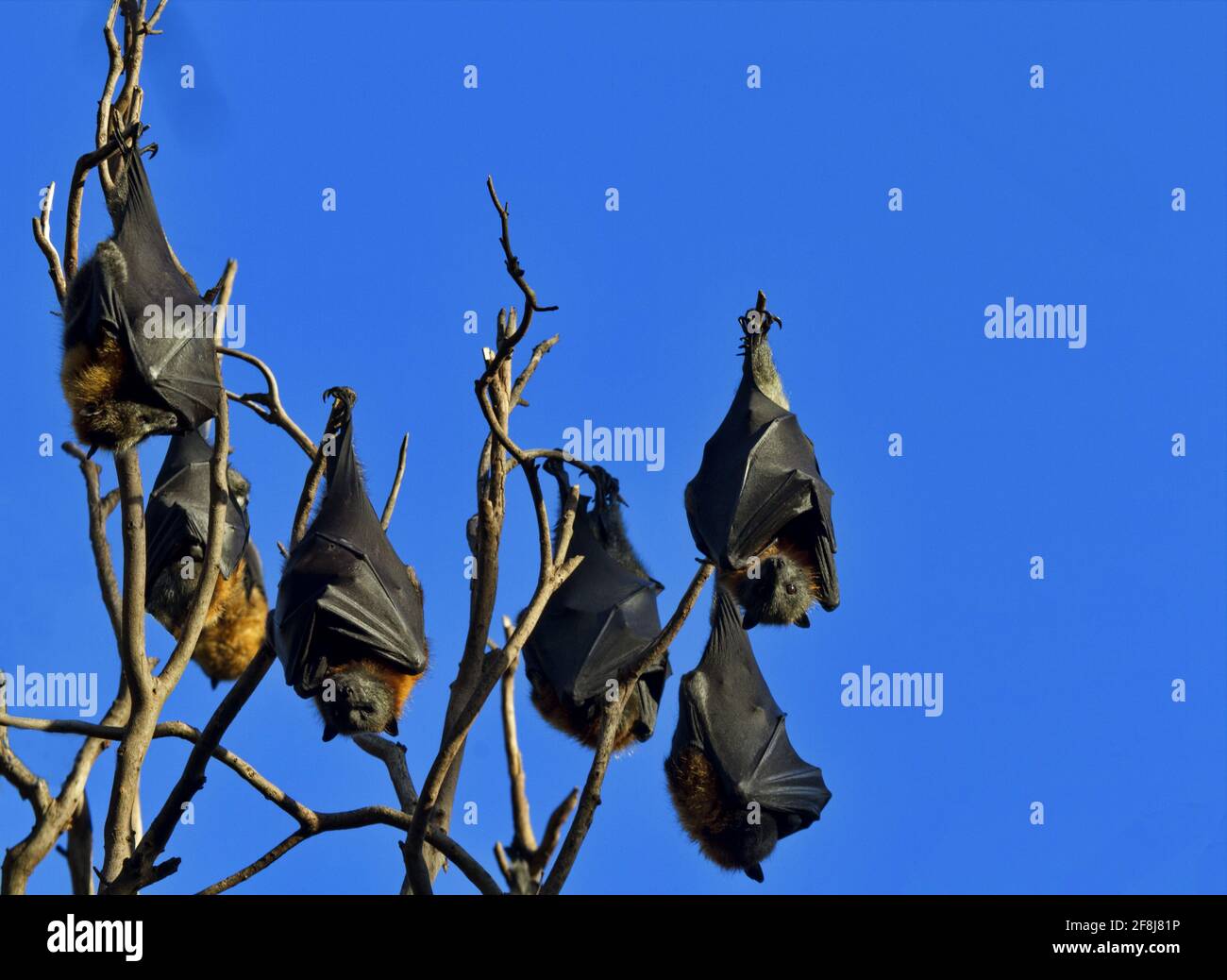 Des chauves-souris volantes se sont enroulées dans des ailes en similicuir à la rookery du parc Yarra Bend, près de Melbourne, à Victoria, en Australie. Changement climatique récent et extension régionale Banque D'Images