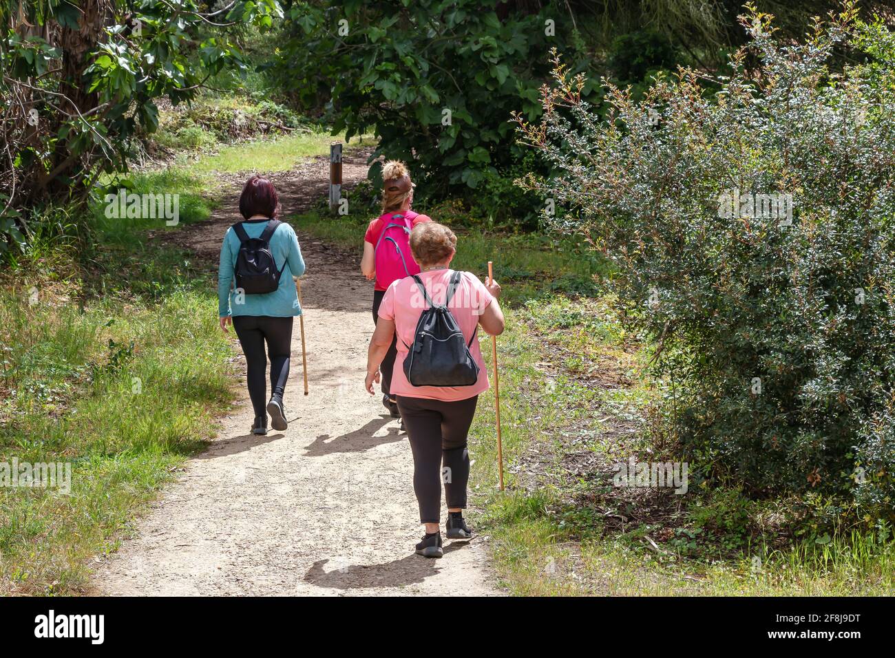 Trois femmes sur un sentier de randonnée dans les bois ressort Banque D'Images