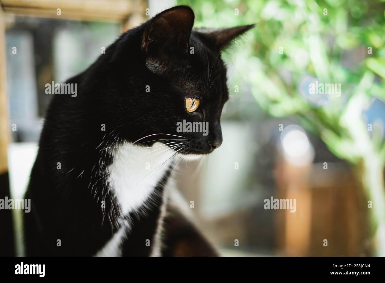 Portrait d'un chaton noir et blanc assis sur la terrasse à l'extérieur Banque D'Images