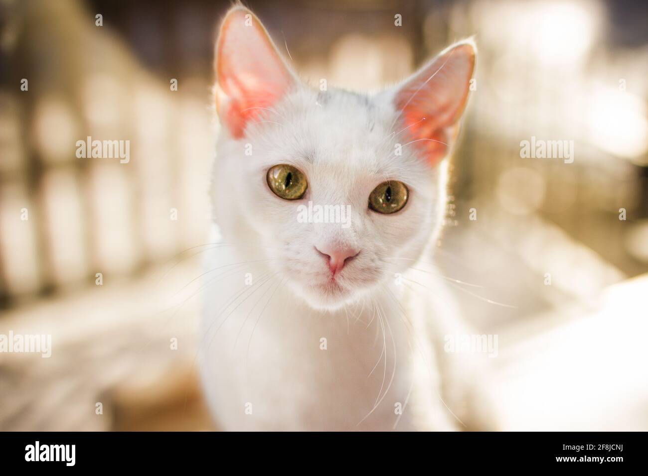 Gros plan d'un chat blanc Banque D'Images