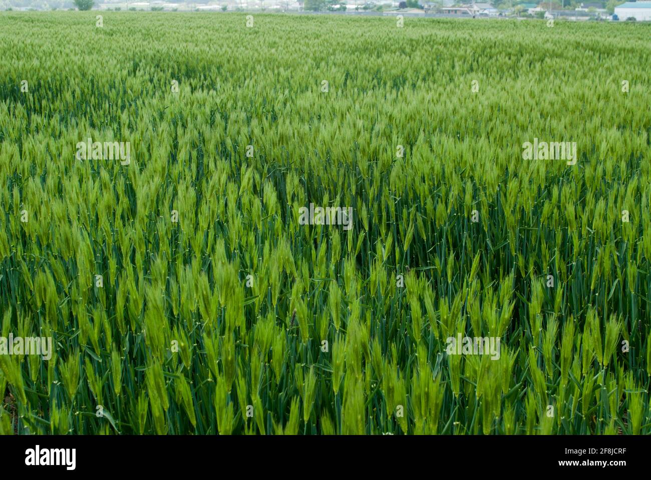 L'histoire du champ d'orge verte Banque D'Images