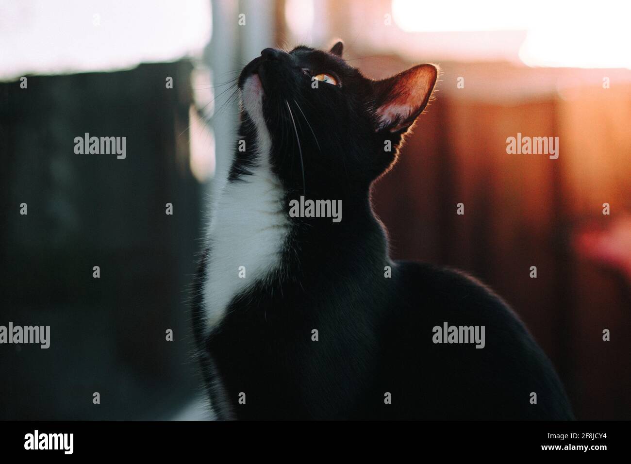 Gros plan d'un chat noir et blanc assis sur un seuil de vitre vers le haut Banque D'Images