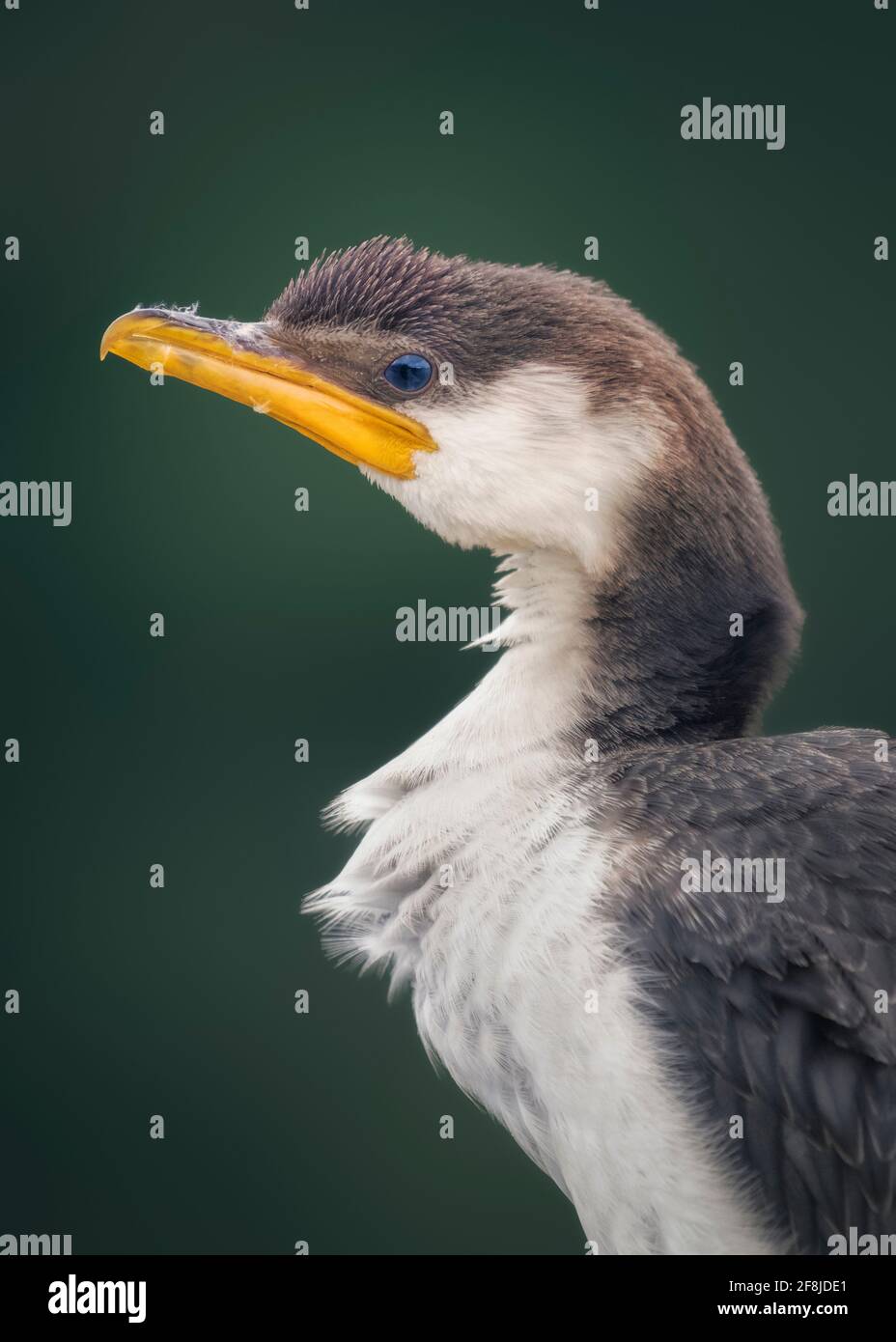 Portrait d'un petit pied Cormorant, Australie Banque D'Images