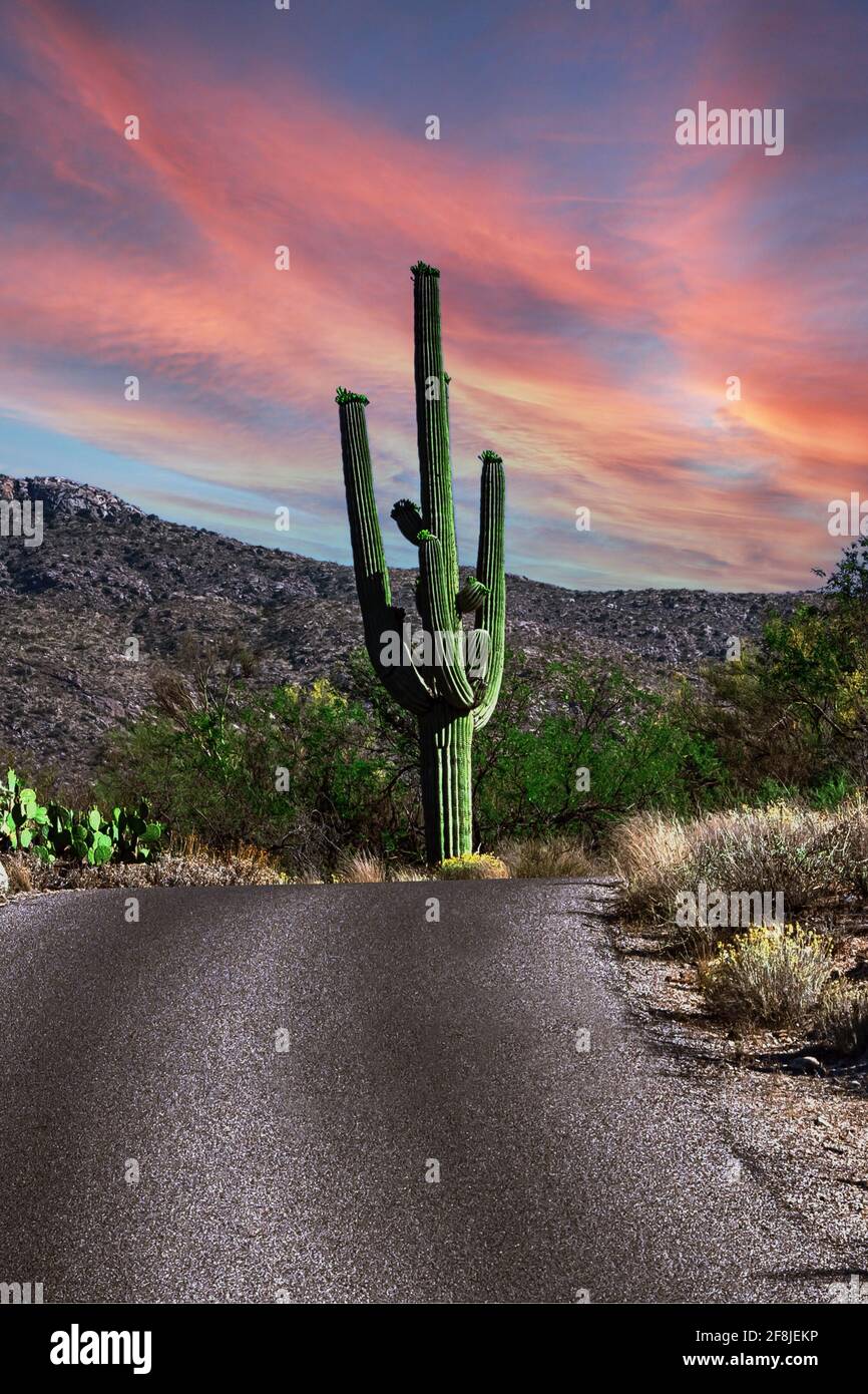 Cactus, parc national de Saguaro, désert de Sonoran, Arizona, États-Unis Banque D'Images