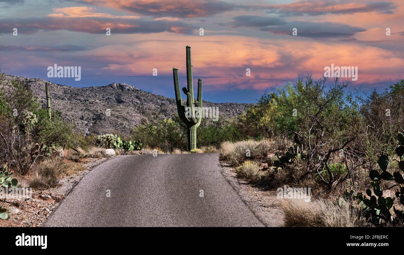 Cactus, parc national de Saguaro, désert de Sonoran, Arizona, États-Unis Banque D'Images