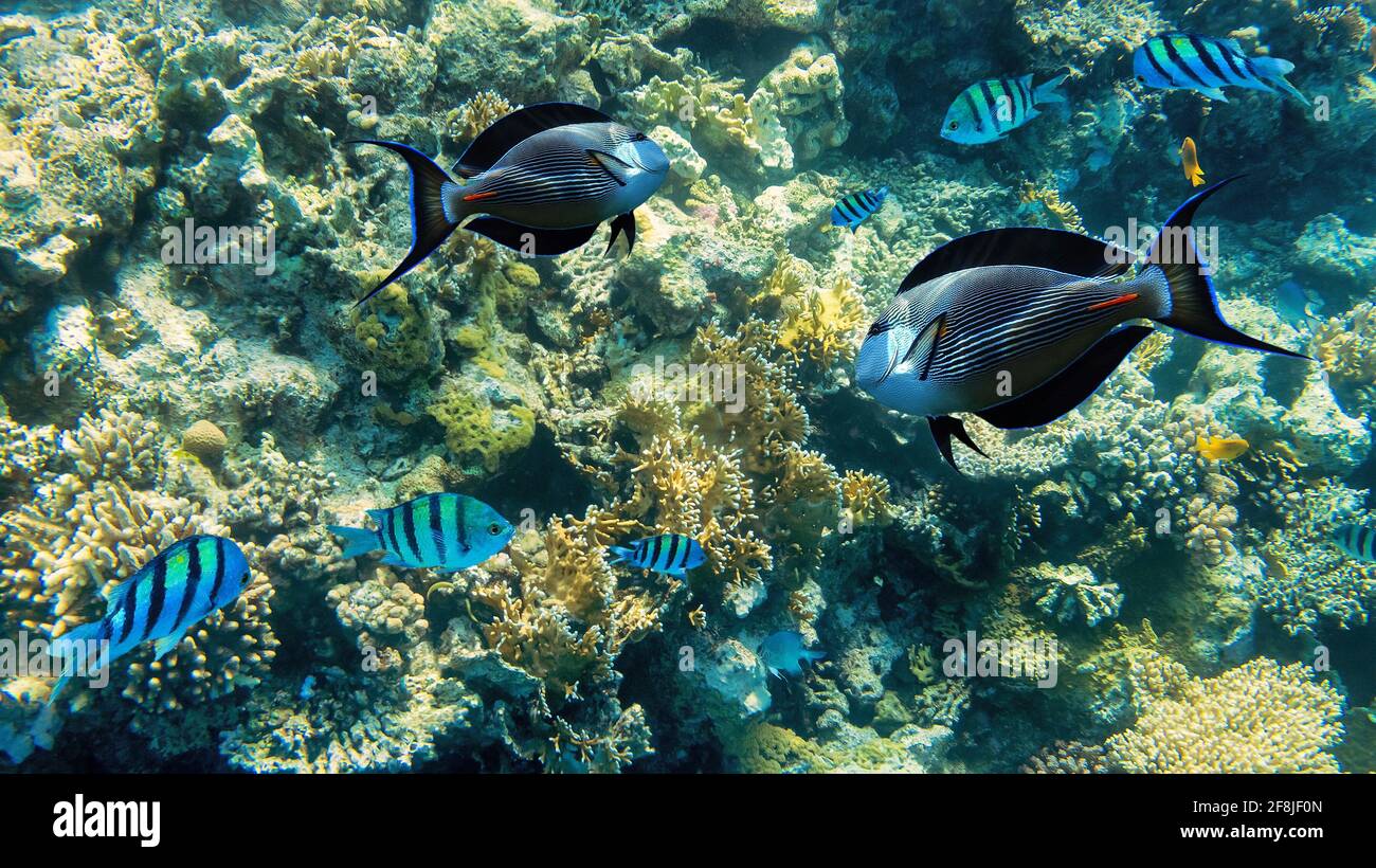Sous l'eau dans le récif de corail dans la mer tropicale Banque D'Images
