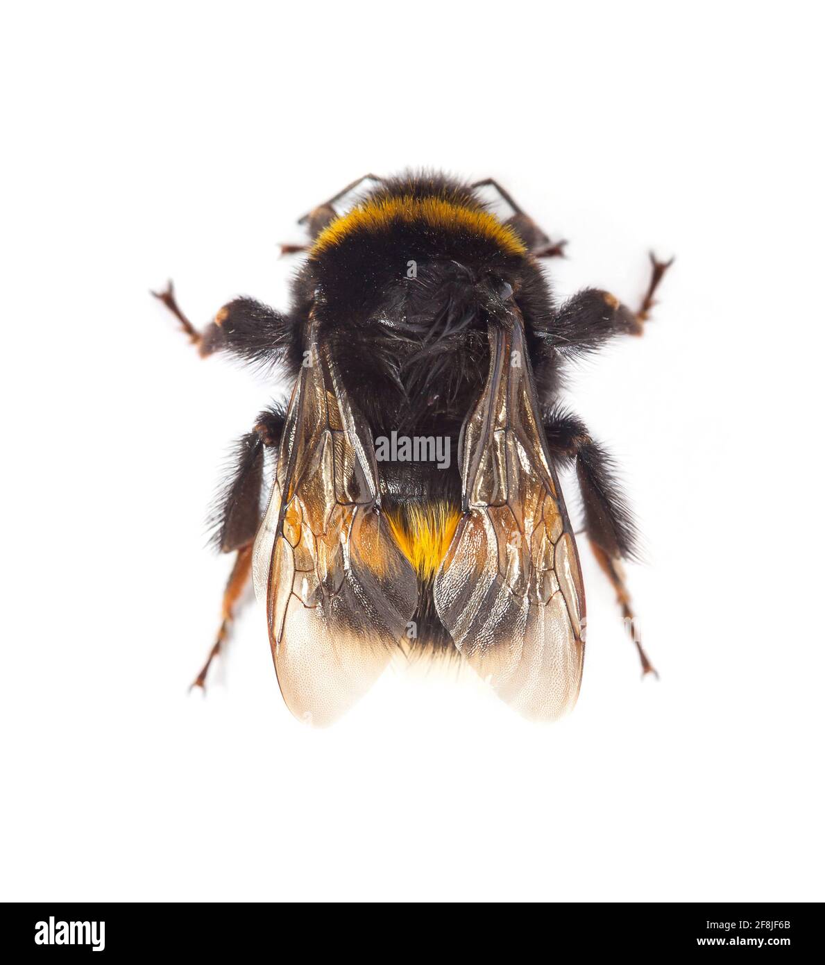 Vue de dessus de Bumblebee Banque D'Images