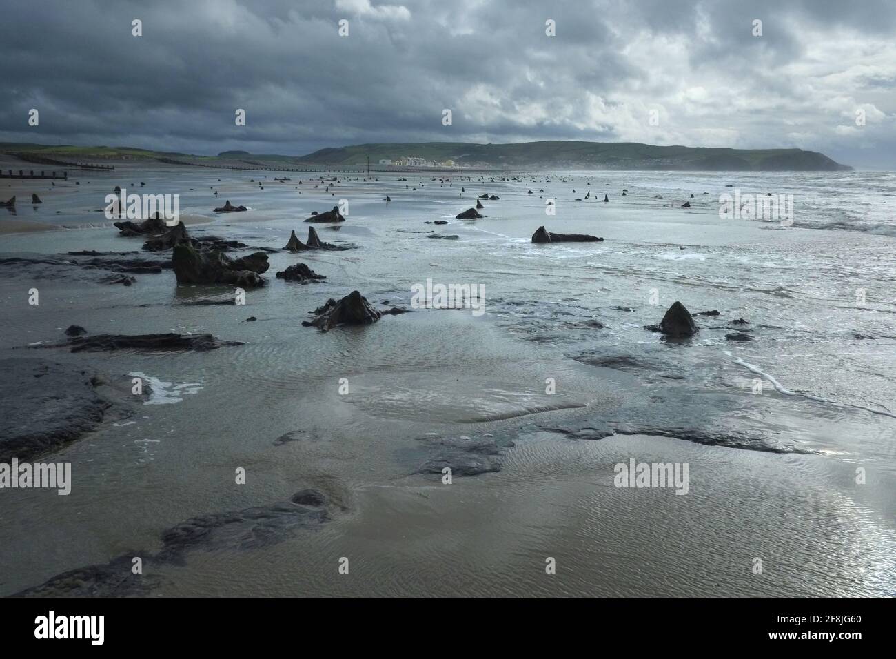 Forêt ancienne pétrifiée, Borth Beach, Mid Wales à marée basse. Banque D'Images