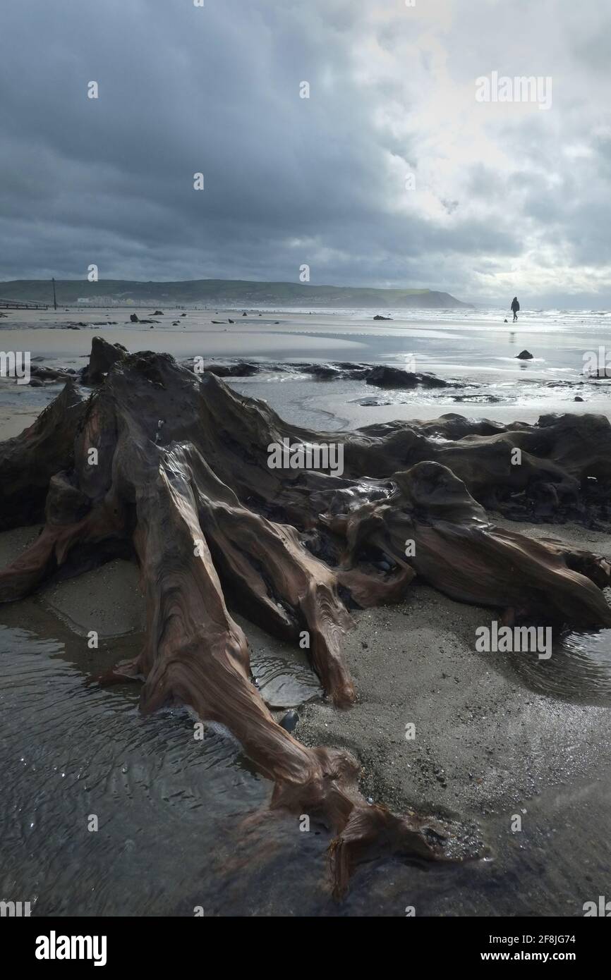 Forêt ancienne pétrifiée, Borth Beach, Mid Wales à marée basse. Banque D'Images