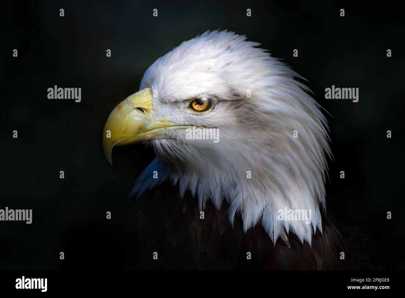 Un portrait de l'aigle-Bald anaméricain photographié dans le sud de la Floride. Banque D'Images Un portrait de l'aigle-Bald anaméricain photographié dans le sud de la Floride. Banque D'Images