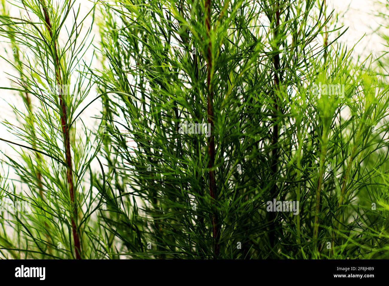 Groupe de plantes de la famille des équisetaceae vert à queue d'aronde au milieu du foyer Banque D'Images