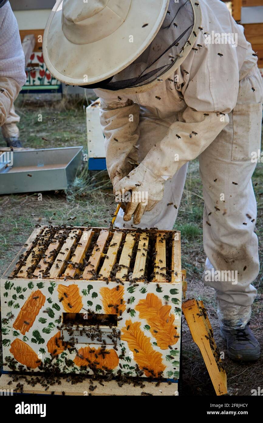 Apiarist travaillant avec vos abeilles pour obtenir le miel doux Banque D'Images