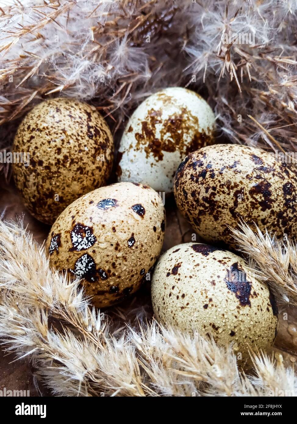 cinq œufs de caille dans un nid de foin avec de l'eau dépose un gros plan Banque D'Images