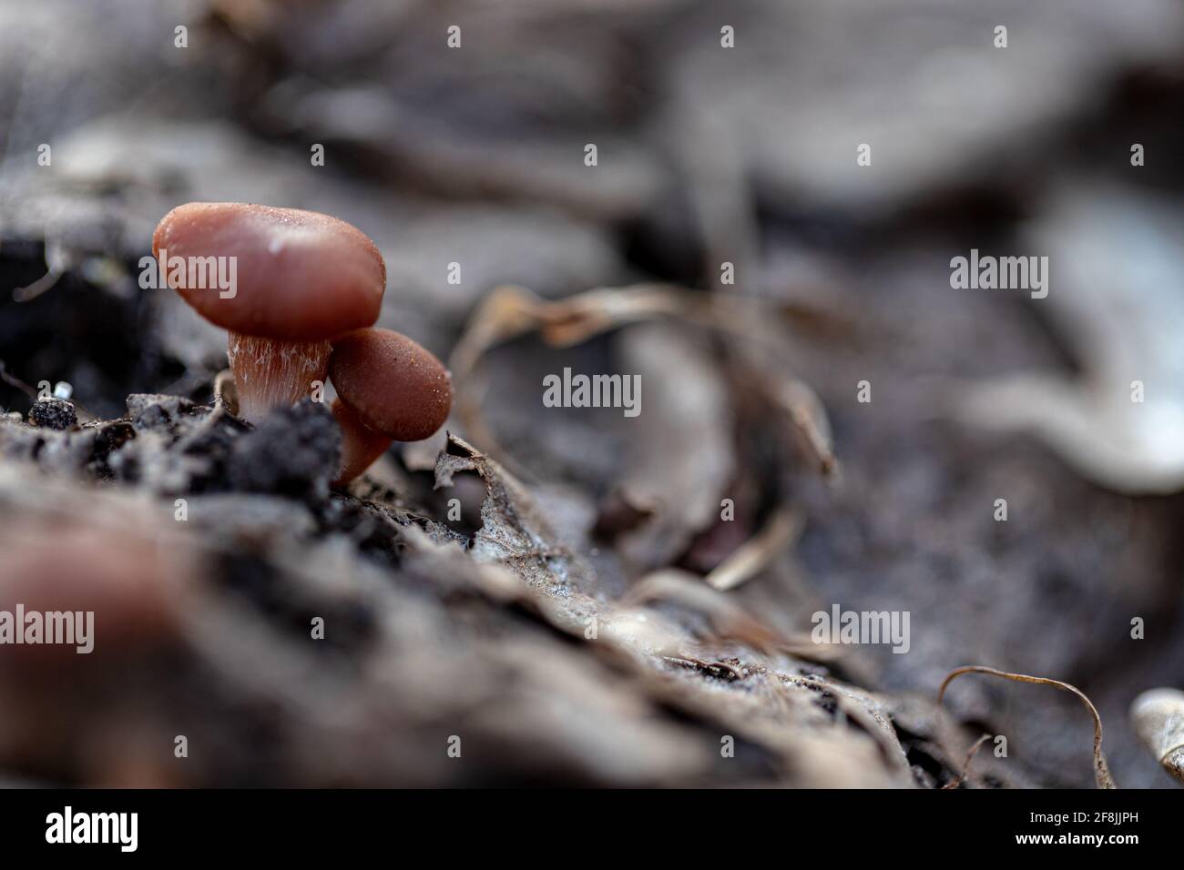 Jeunes Tubaria furfuracea champignons dans la forêt printanière Banque D'Images