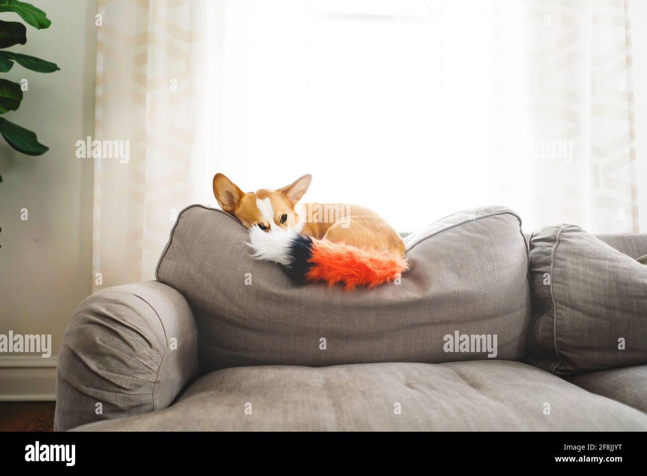 Le chien de Corgi avec la queue de renard fausse courbé sur le canapé Banque D'Images