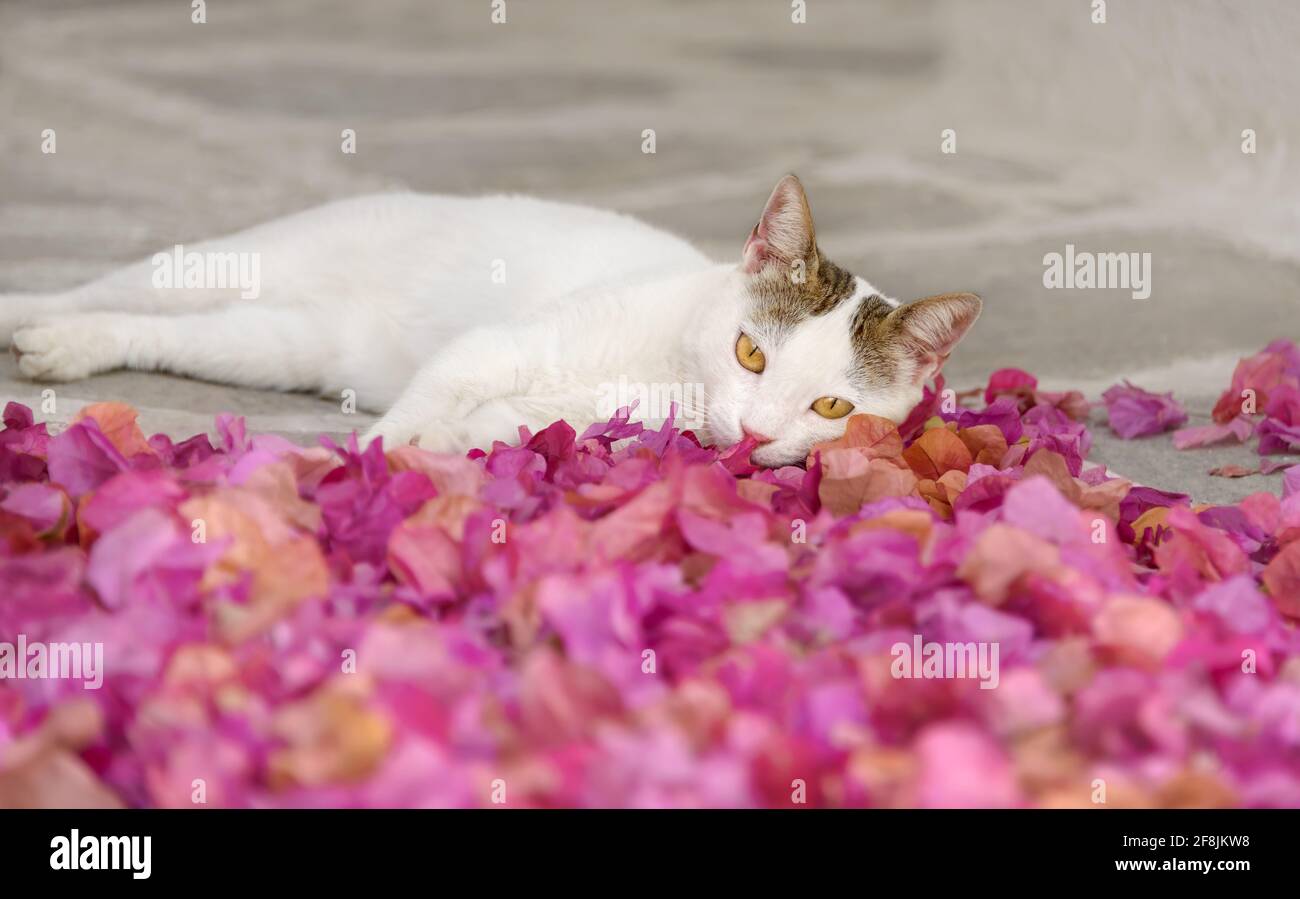 Joli jeune chat blanc paresseux se reposant dans des pétales de fleurs de Bougainvillea de couleur rose sur le sol d'une rue, Cyclades, Grèce Banque D'Images