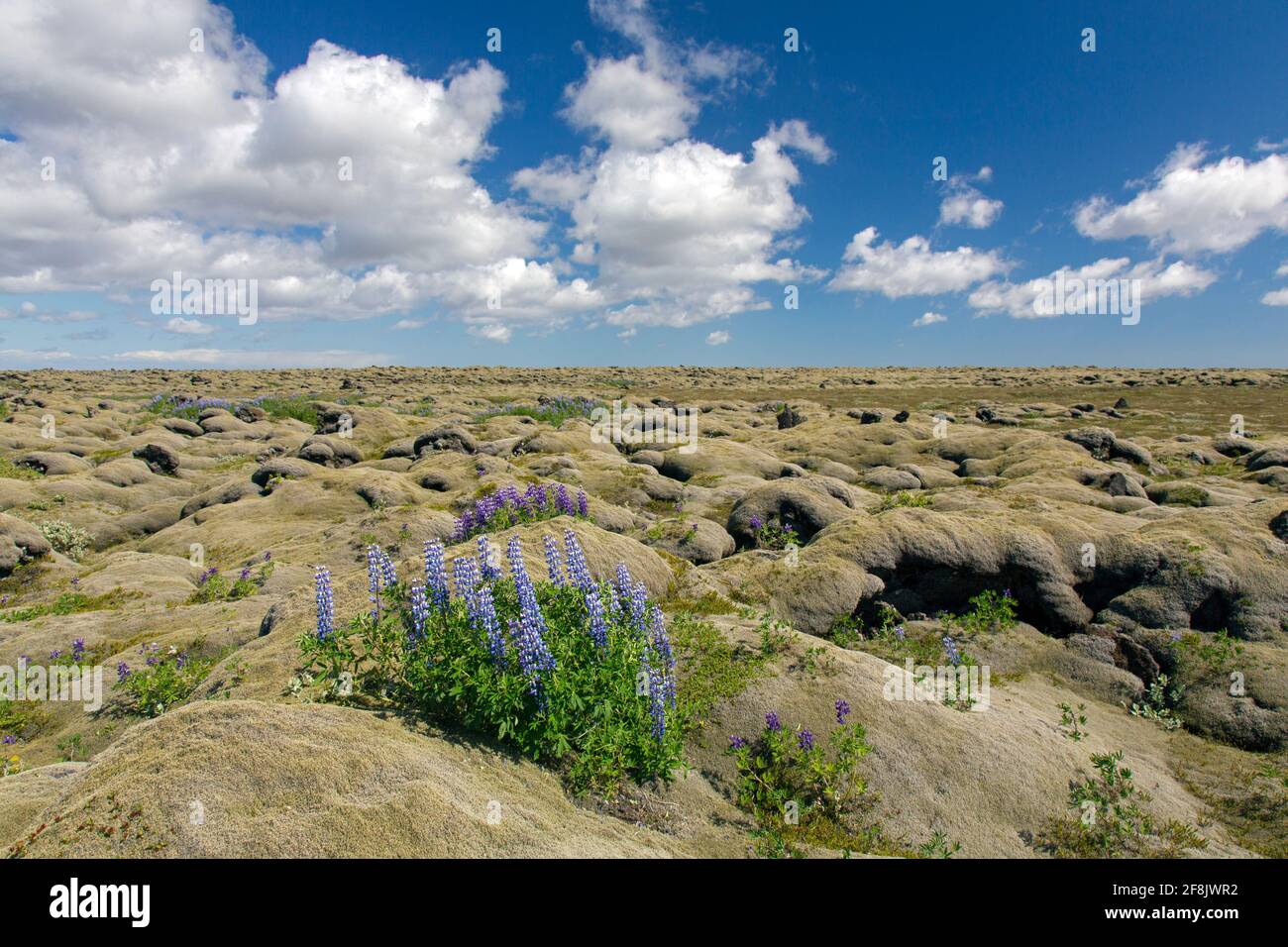 Les lupins Nootka (Lupinus nootkatensis) en fleur sur des mousses à franges laineux couvrent le champ de lave d'Eldhraun, dans le sud de l'Islande Banque D'Images
