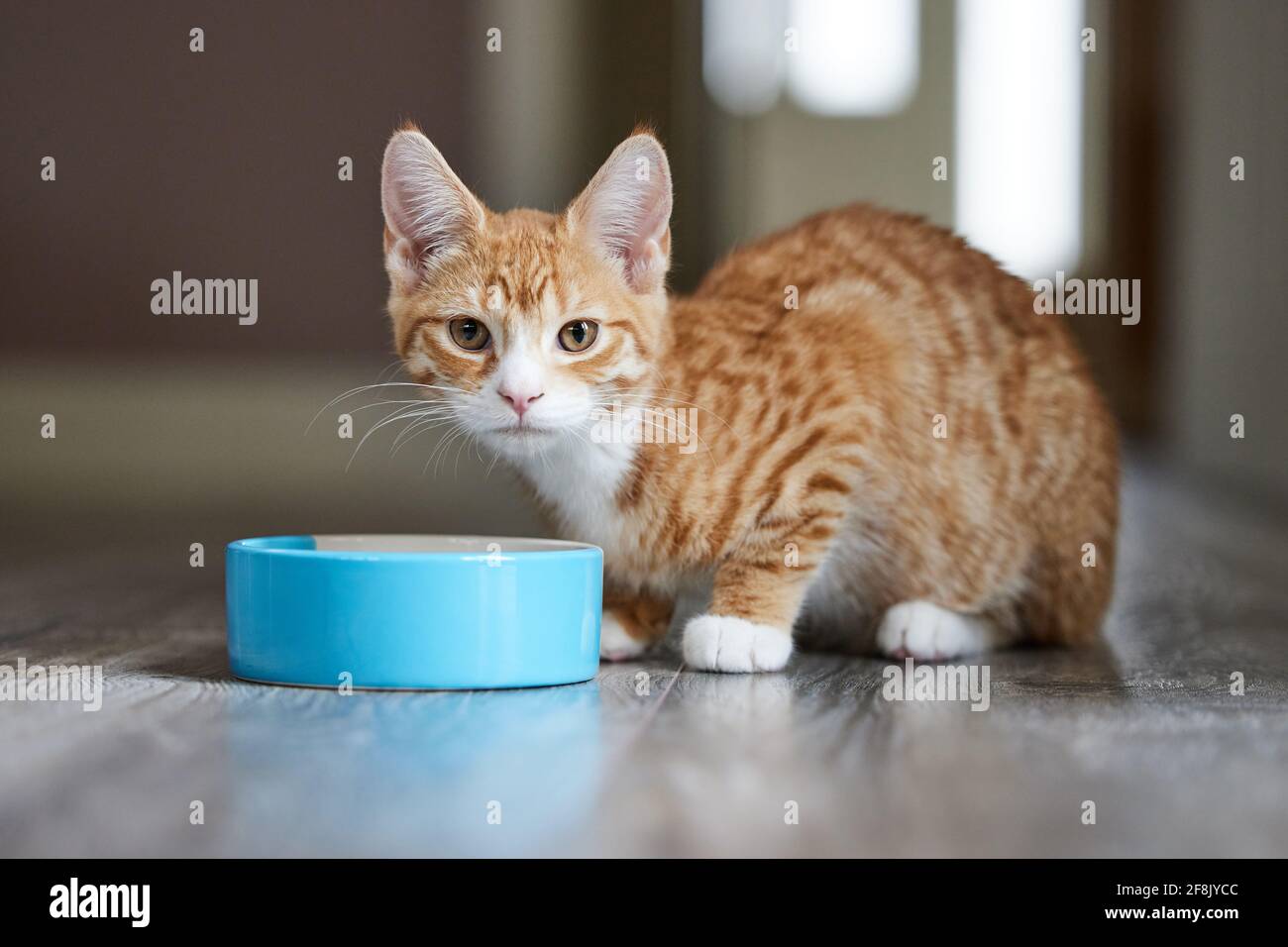 Nourriture pour chats Ginger pour animaux de compagnie provenant d'un bol de nourriture à Chez vous, regardez l'appareil photo Banque D'Images