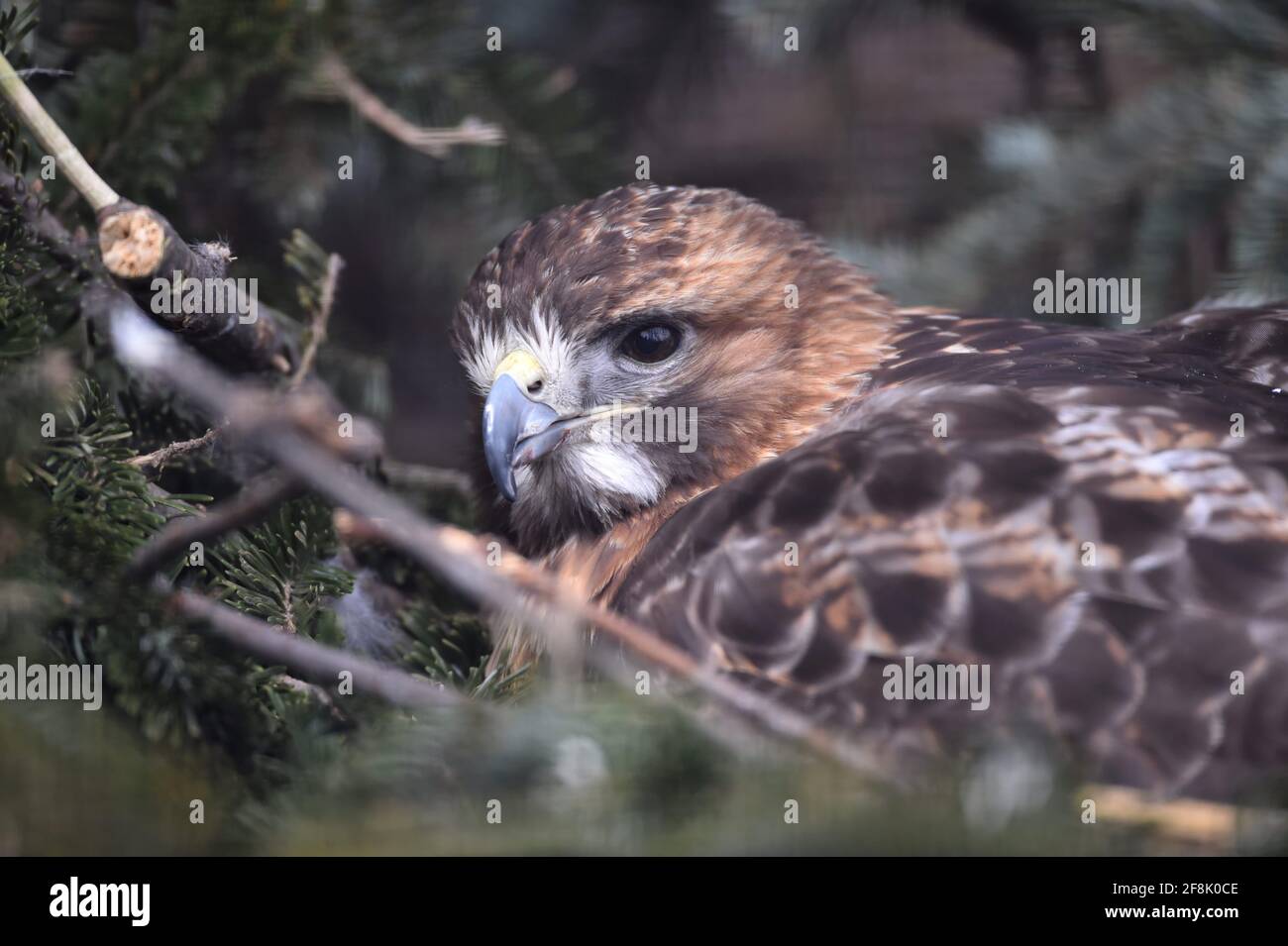 Wheaton, Illinois, États-Unis. Un faucon à queue de renne (Buteo jamaicensis) niché dans un arbre à Wheaton, Illinois. Banque D'Images