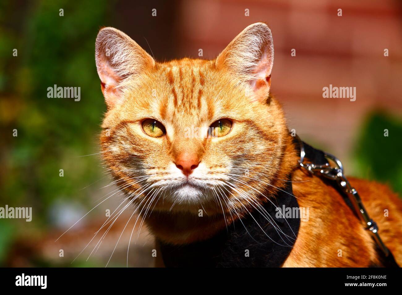 Portrait d'un chat tom gingembre portant un harnais et une journée ensoleillée Banque D'Images