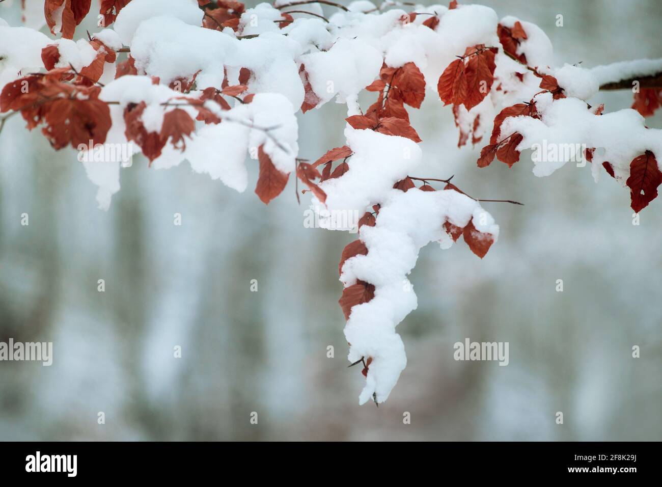 Feuille brune ombragée de neige en hiver Banque D'Images
