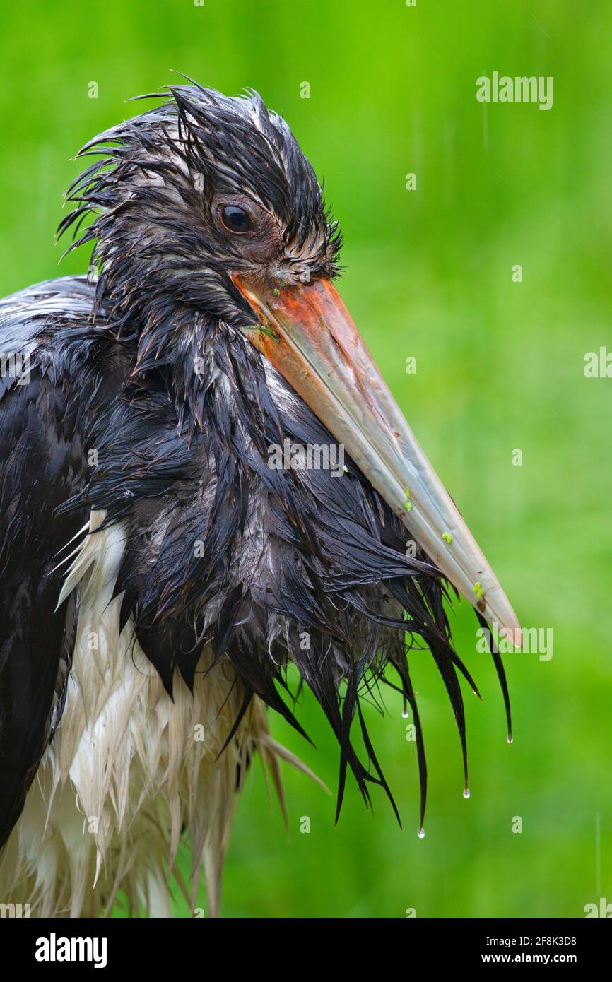 Un portrait d'une cigogne noire (Ciconia nigra) reposant dans une forte averse. Banque D'Images