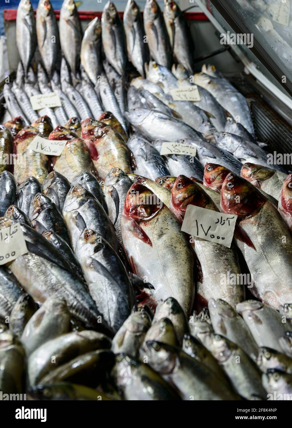 Cale de poisson dans le bazar couvert à Qazvin, Iran. Banque D'Images
