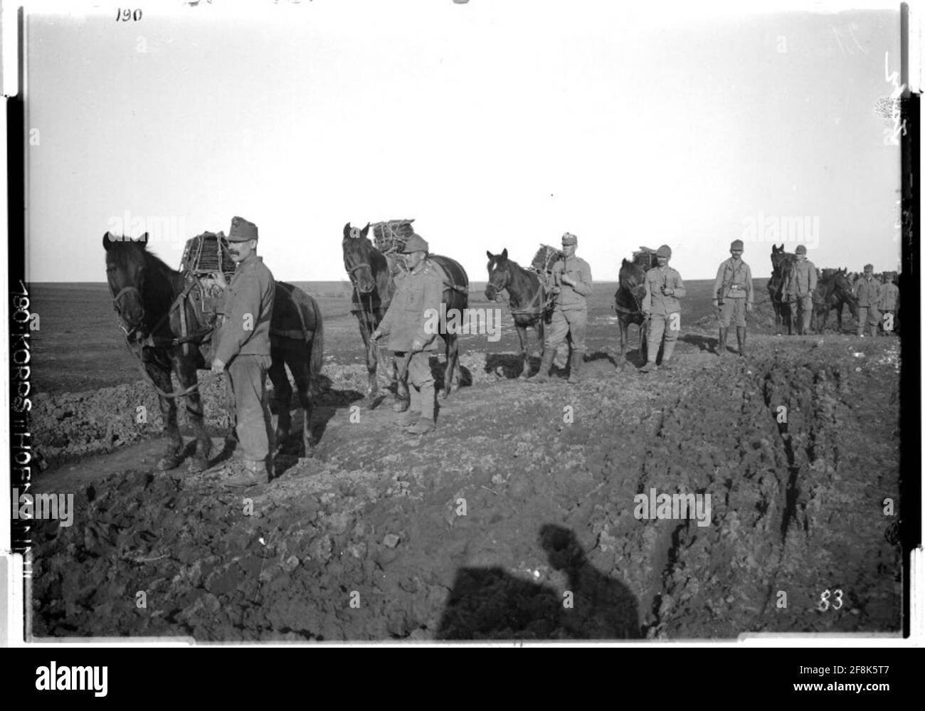 Animaux de l'emballage animaux de l'emballage; probablement près de Podhajce, Galice; photographe: Korps Hofmann. Banque D'Images Animaux de l'emballage animaux de l'emballage; probablement près de Podhajce, Galice; photographe: Korps Hofmann. Banque D'Images