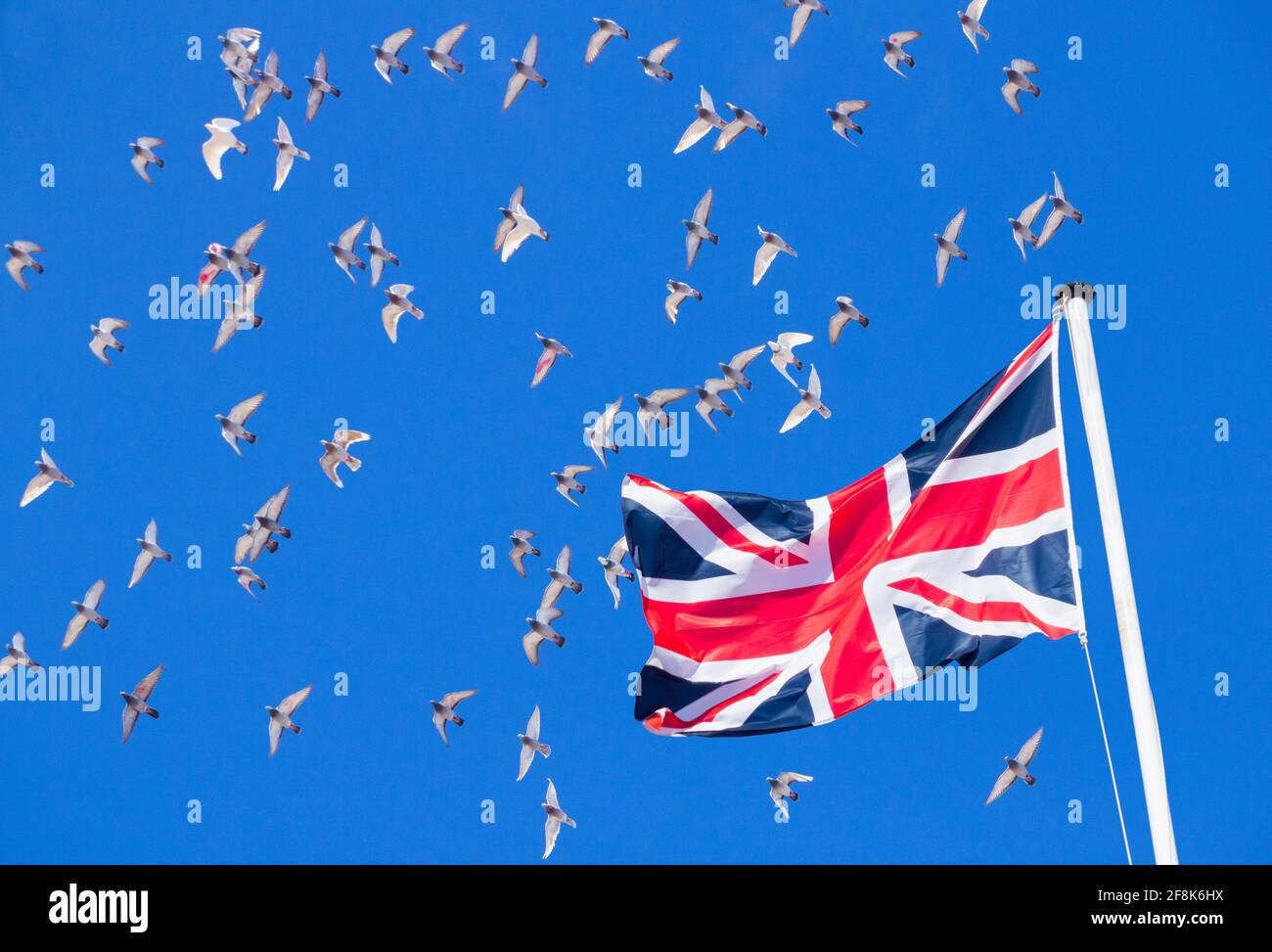 Pigeons de course au-dessus du drapeau Union Jack. Banque D'Images