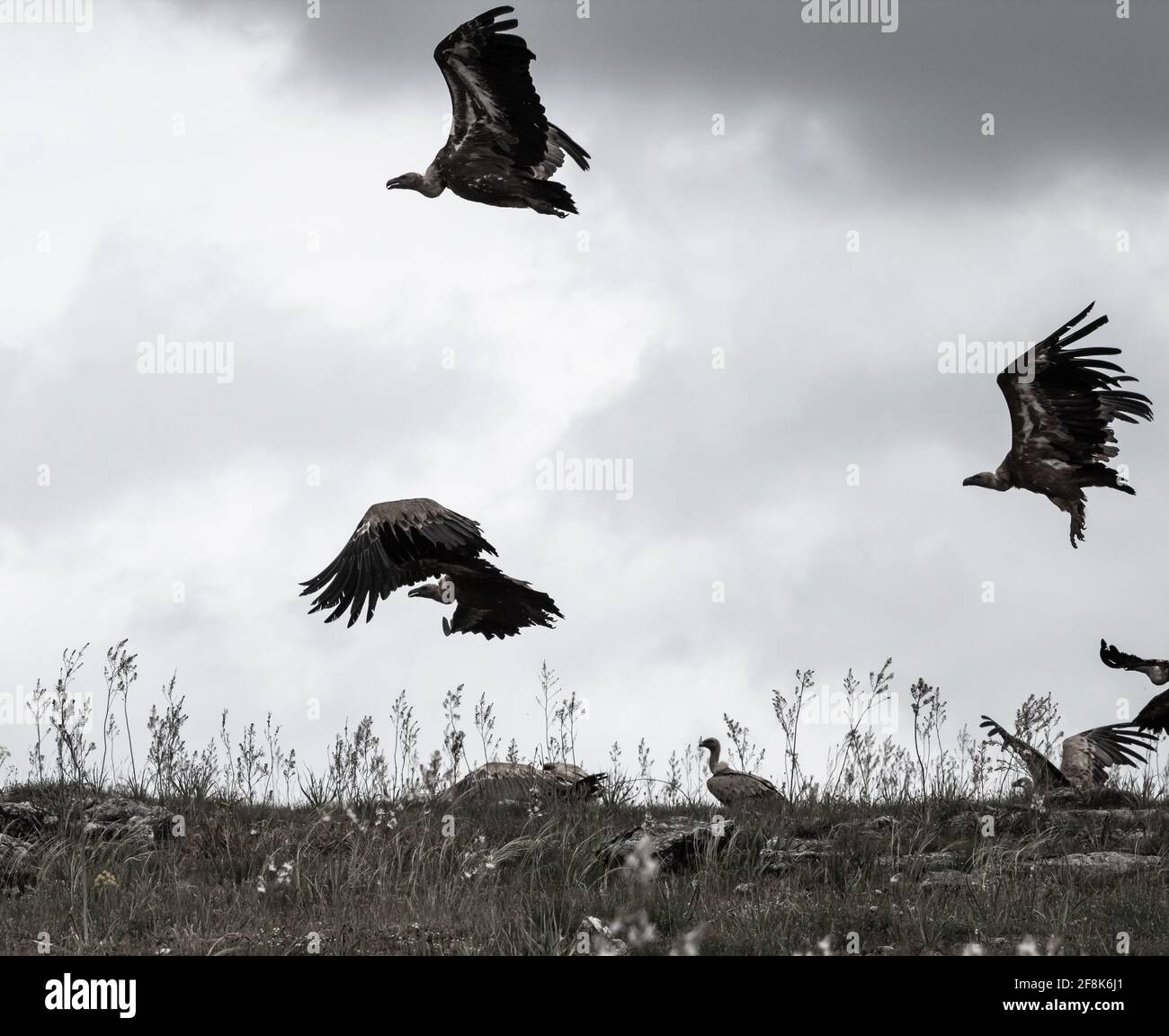 Griffon vautours, (Gyps fulvus), en Espagne, en Europe, en Europe Banque D'Images