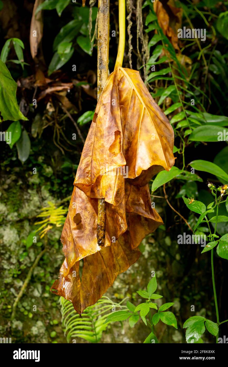 Pendante, garée de grandes feuilles jaunes dans la forêt de Shi Ding, Taïwan. Banque D'Images