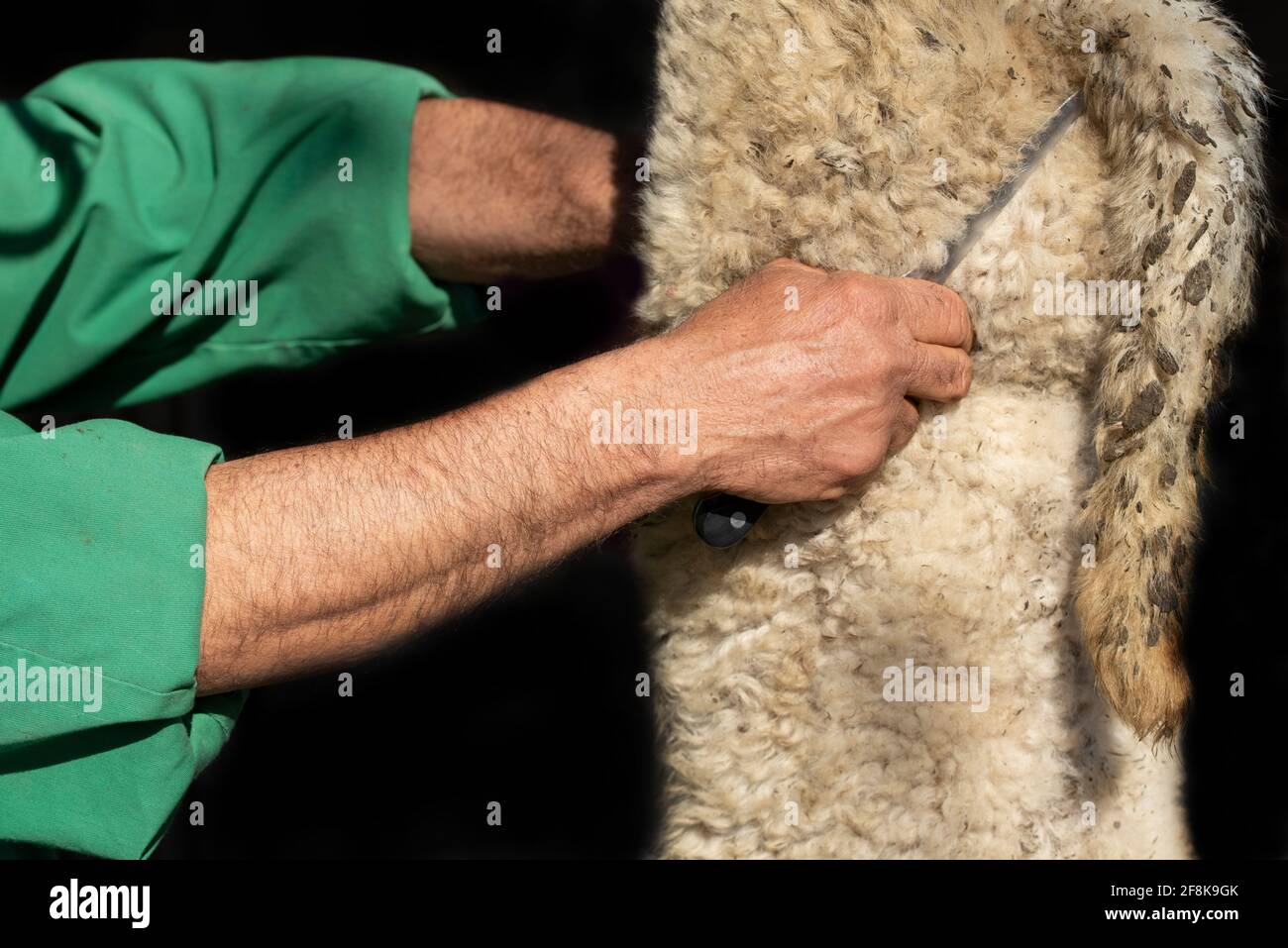 Gros plan et détail d'un agneau traditionnellement abattu et suspendu. Une main avec un couteau est devant elle. Banque D'Images